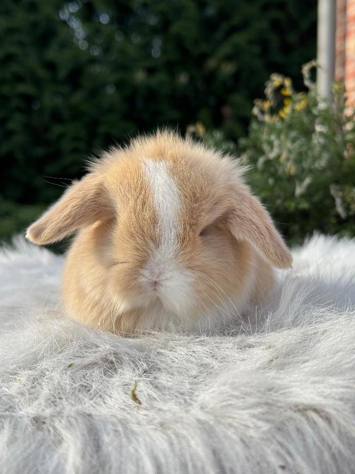 Minilop rammetje, Animaux & Accessoires, Lapins, Nain, Mâle, 0 à 2 ans