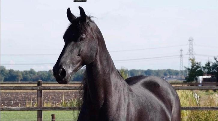 Fries, Dieren en Toebehoren, Paarden, Merrie, Z, 165 tot 170 cm, 11 jaar of ouder, Dressuurpaard, Met stamboom