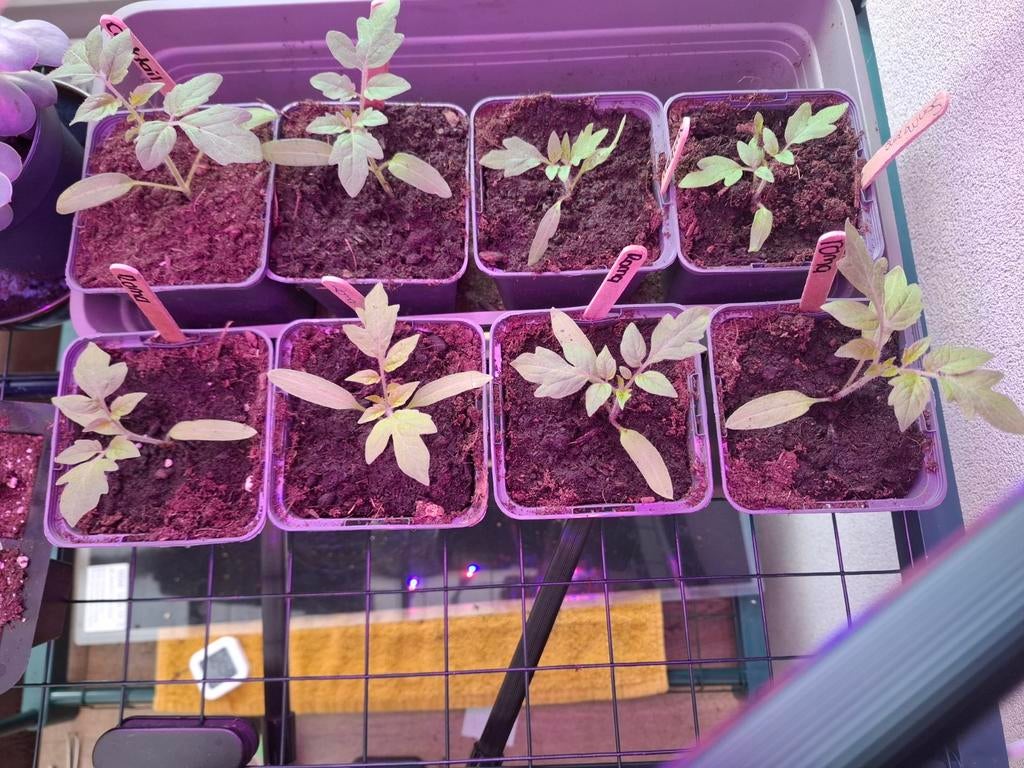 Tomatenplant BIO 8 stuks, Jardin & Terrasse, Plantes | Jardin, Enlèvement