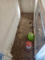 Cailles européennes, Enlèvement