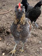 Araucana haan