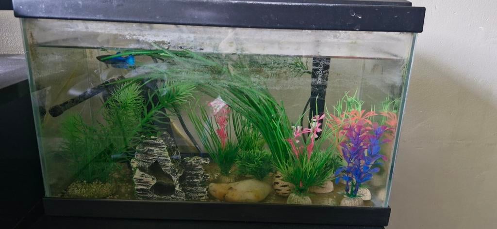 Aquarium 20L + beta vis blauw, Ophalen, Gebruikt