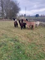 Prachtige alpaca veulens merrie's en hengstjes, Juin, Plusieurs animaux