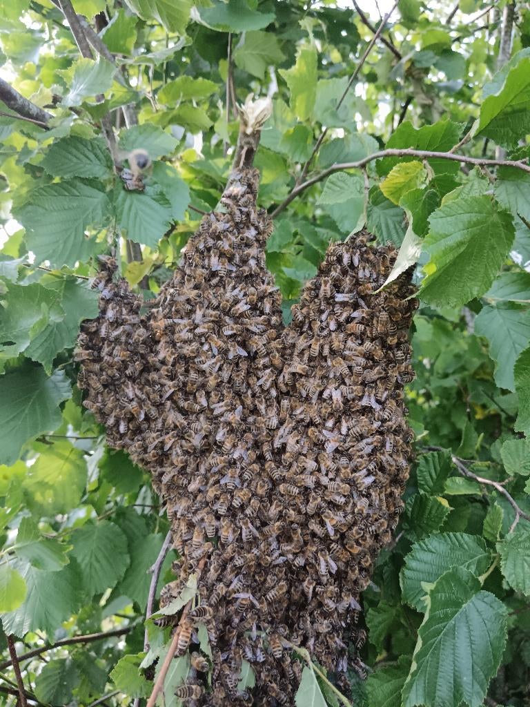 Ramassez des essaims d'abeilles