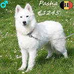 Samoyède, mâle (Pasha) chiot belge à vendre, Animaux & Accessoires, Chiens | Huskys, Loulous & Types primitifs, 15 semaines à 1 an
