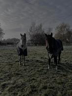 Weide laarne kalken gezocht, Dieren en Toebehoren, Ophalen of Verzenden, Zo goed als nieuw