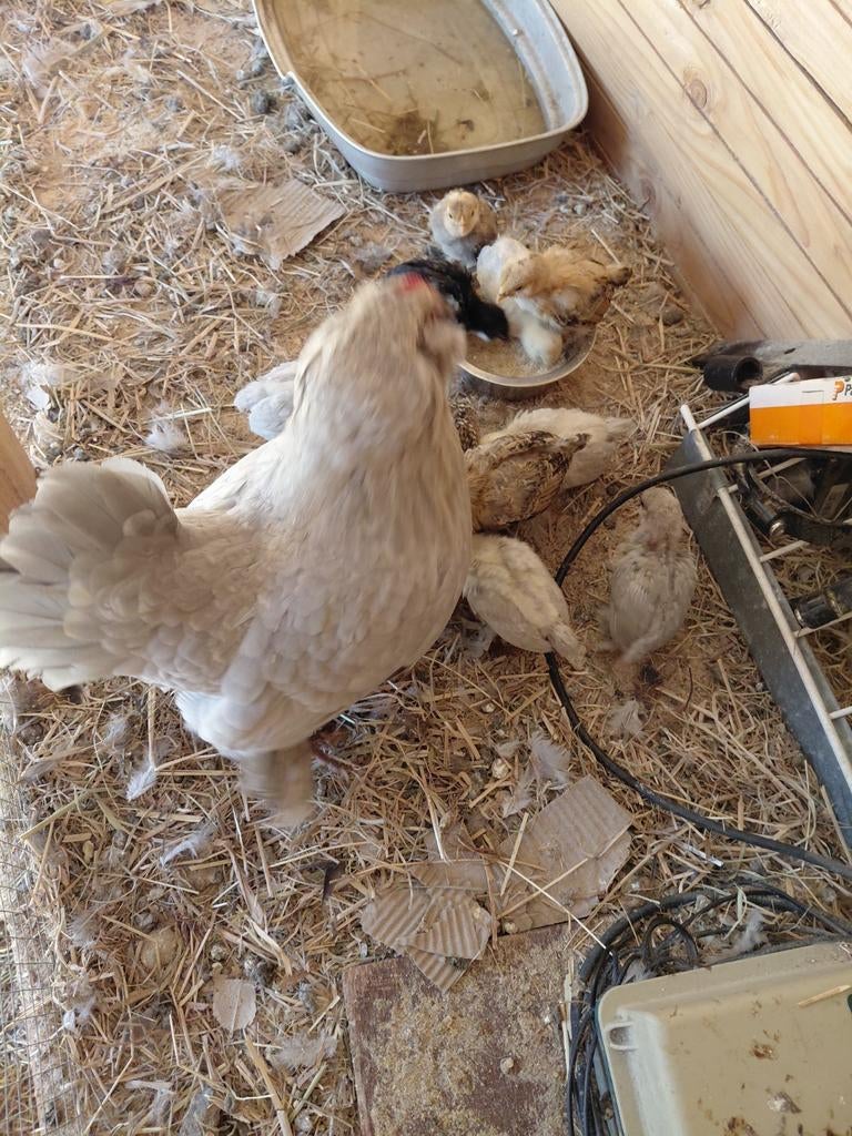 Kuikens kriel kip, Dieren en Toebehoren, Pluimvee, Kip