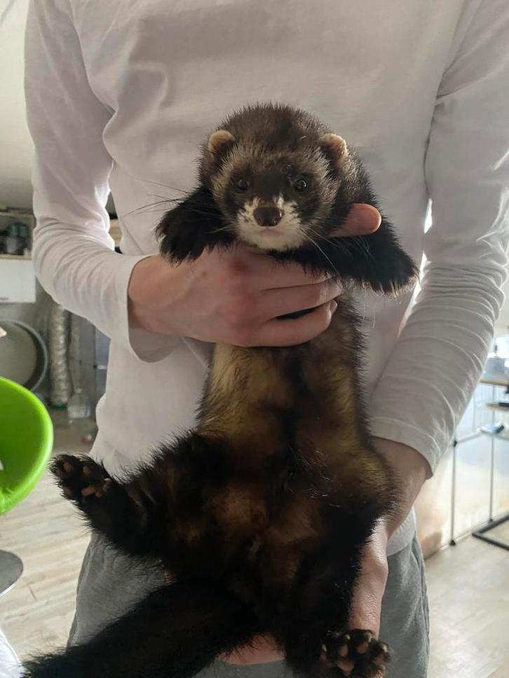 Fretje te koop, Dieren en Toebehoren, Overige Dieren, Mannelijk, Februari