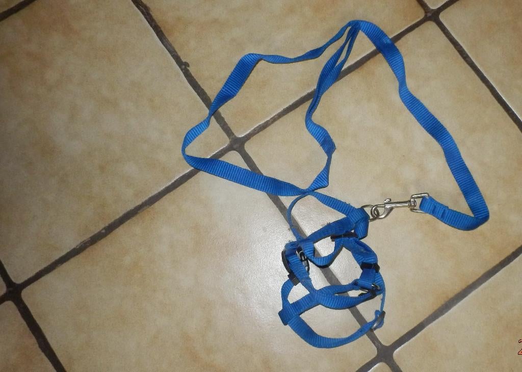 (15) -harnais + laisse bleu petit chien ou chat, Animaux & Accessoires, Enlèvement ou Envoi, Comme neuf, Laisse pour chien