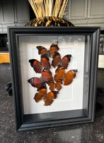 Opgezette vlinders, Enlèvement, Comme neuf