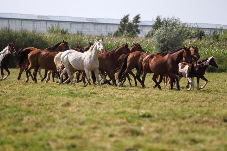 Veulens, jaarlingen, fokmerries, draagmoeders,…., Dieren en Toebehoren, Paarden, Meerdere dieren, Niet van toepassing, 165 tot 170 cm