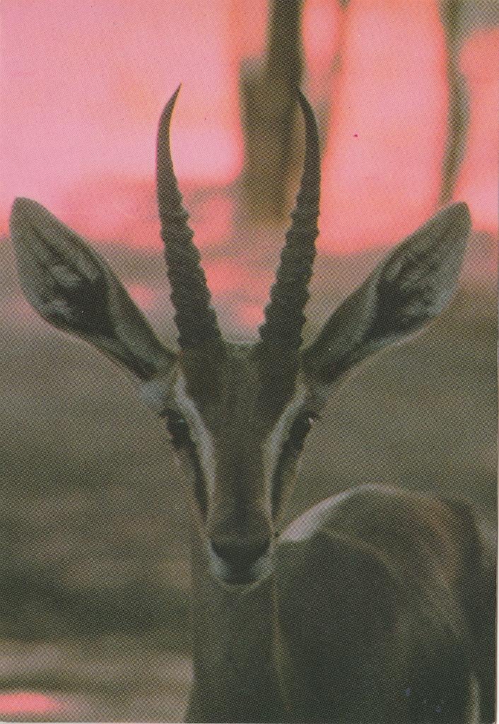 GAZELLE, Collections, Cartes postales | Animaux, Envoi, Affranchie, Animal sauvage