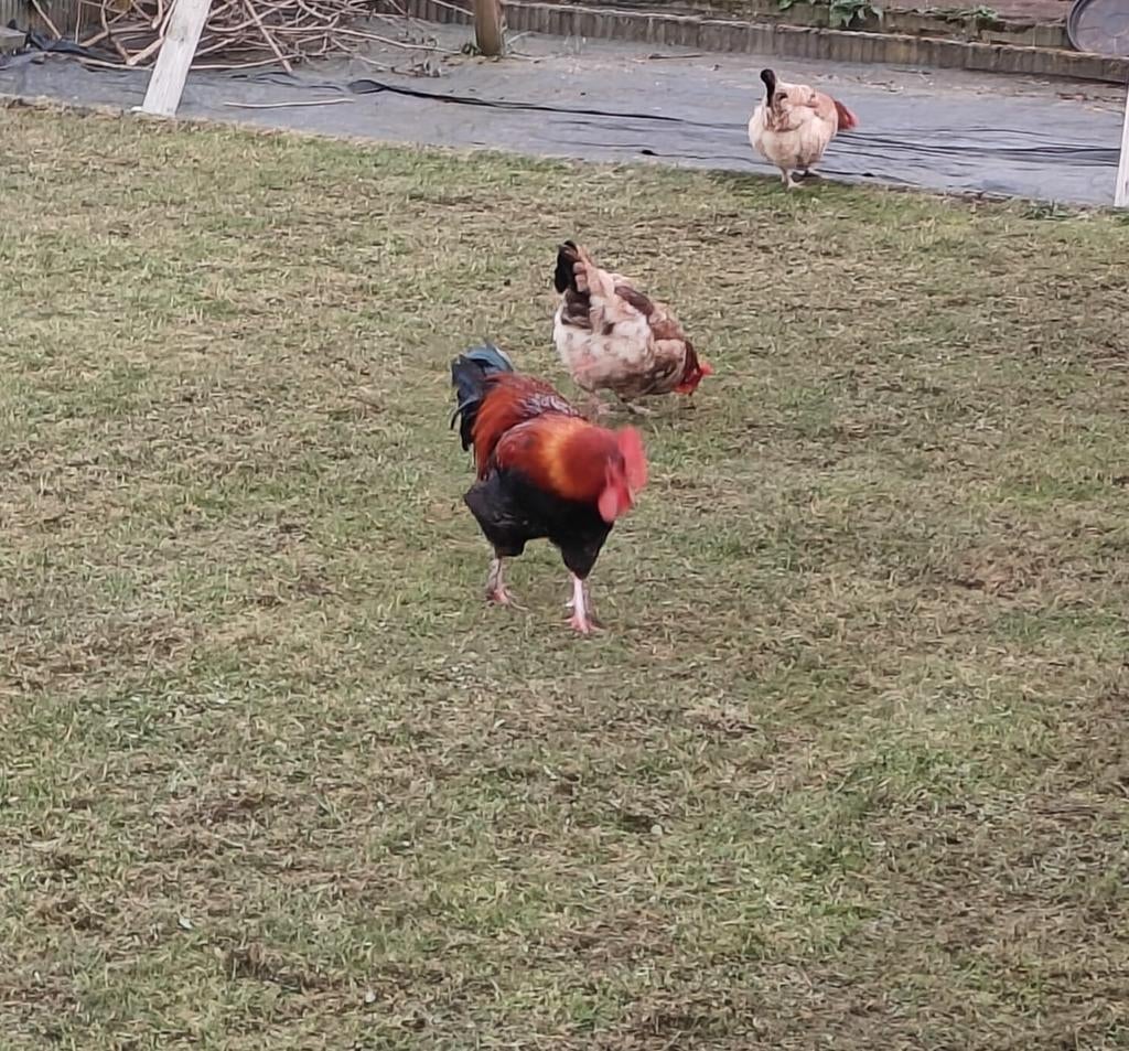 Trio Marans, Dieren en Toebehoren