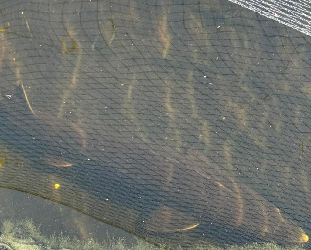 Siberische steur 1m, Dieren en Toebehoren, Steur
