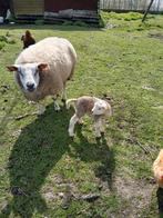 2 brebis avec agneau