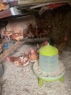 Legkippen, Dieren en Toebehoren, Ophalen of Verzenden, Zo goed als nieuw