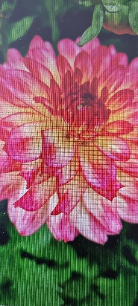 Dahlia, Tuin en Terras, Ophalen of Verzenden, Voorjaar, Volle zon, Knol