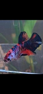 TE KOOP: Zeldzame Mannelijke Betta(Koi/Marble Gen)(zeldzaam), Vis