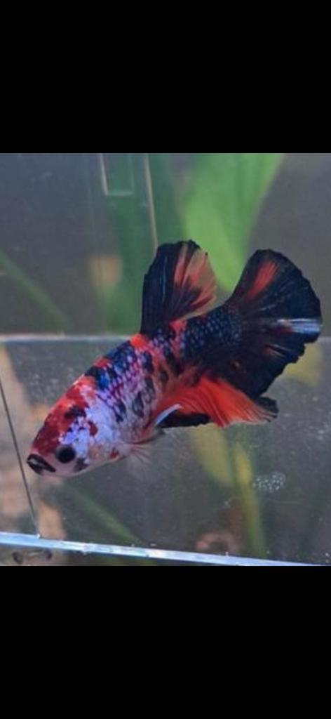 TE KOOP: Zeldzame Mannelijke Betta(Koi/Marble Gen)(zeldzaam), Dieren en Toebehoren, Vissen | Aquariumvissen, Vis