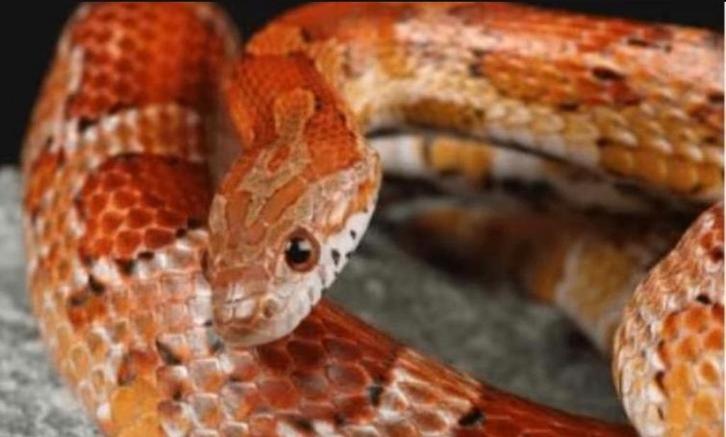 Korenslang / Corn Snake (vrouwtje) – tam en gezond – 1m24, Dieren en Toebehoren, Reptielen en Amfibieën, Slang, 0 tot 2 jaar, Tam