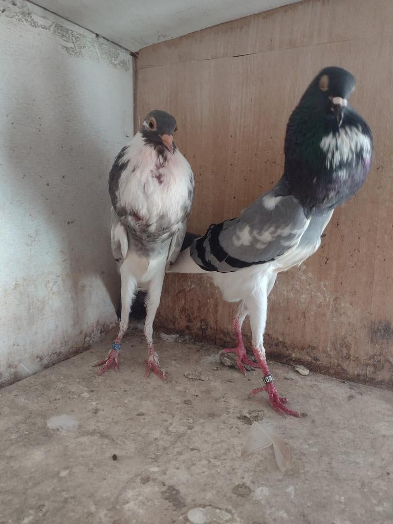 Sierduiven Brunner kroppers, Dieren en Toebehoren, Vogels | Duiven, Meerdere dieren, Kropper