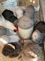 Broedeieren cochin kriel, Dieren en Toebehoren