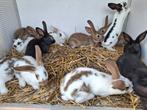 Jonge konijnen, Dieren en Toebehoren, Konijnen, Meerdere dieren, Groot, 0 tot 2 jaar