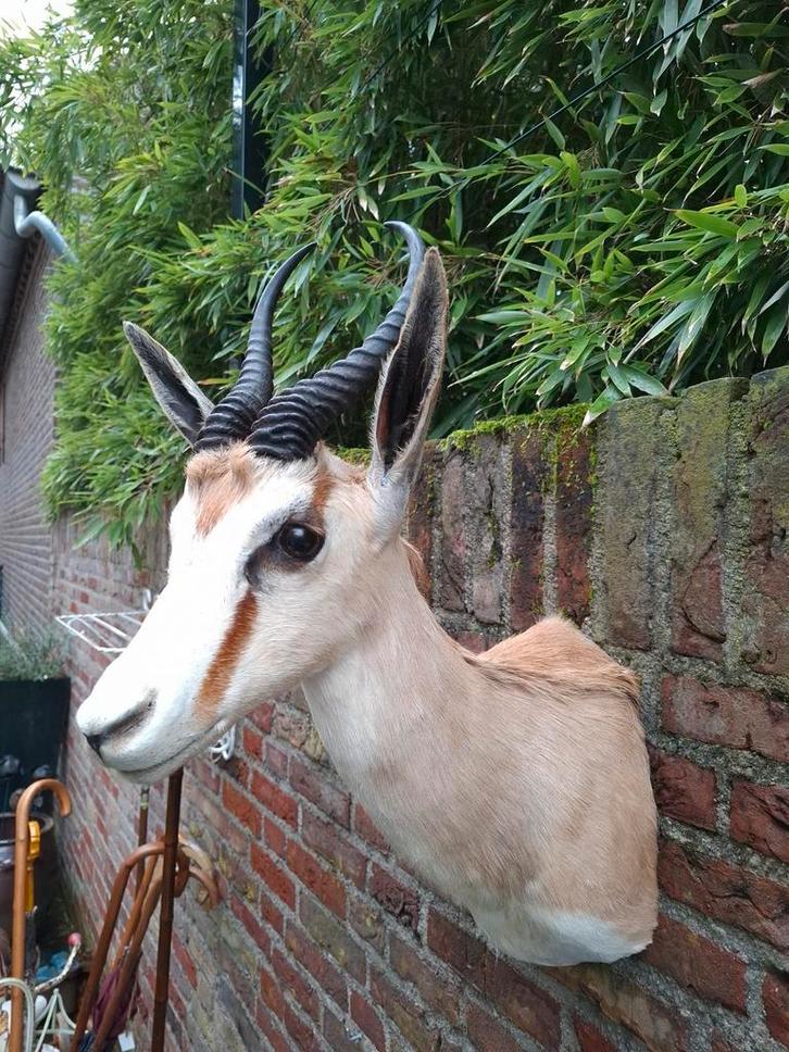 Opgezette kop springbok taxidermie afrika schedel hert gewei, Verzamelen, Dierenverzamelingen, Gewei of Kop, Wild dier, Ophalen