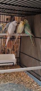 Grasparkiet regenboog ino lutino, Dieren en Toebehoren