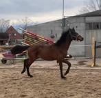 Jaarling hengst Chacco Blue, Dieren en Toebehoren, Paarden, Hengst
