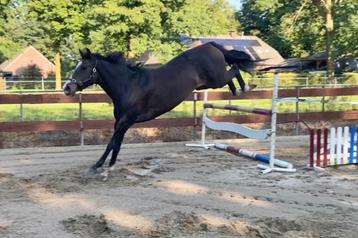 Brave 12 jarige KWPN Springpaard / Fokmerrie / Draagmerrie beschikbaar voor biedingen