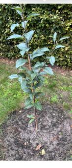 7,5 euro! Appelbomen te koop, Verzenden