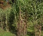 Bamboe, Ophalen, Vaste plant, Siergrassen, Bloeit niet