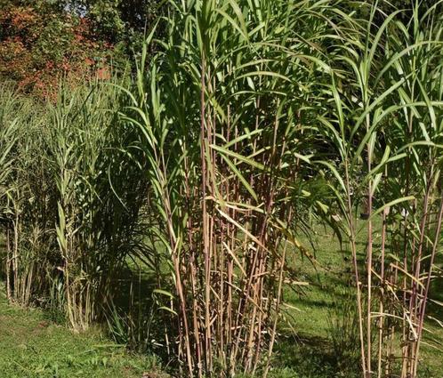 Bamboe, Tuin en Terras, Planten | Tuinplanten, Vaste plant, Siergrassen, Halfschaduw, Bloeit niet, Ophalen