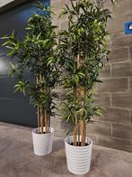 2 Grandes plantes artificielles (bambous), Enlèvement, Comme neuf, Intérieur