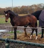 Knap veulen, Dieren en Toebehoren, Gechipt, Dressuurpaard, 0 tot 2 jaar, Hengst