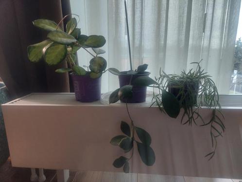Hoya Anulata, Australis, Linearis alles samen, Huis en Inrichting, Kamerplanten, Overige soorten, Minder dan 100 cm, Bloeiende kamerplant