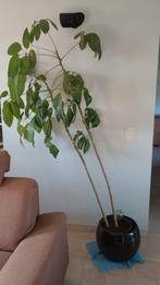 Hoge vingersboom / schefflera, Ophalen
