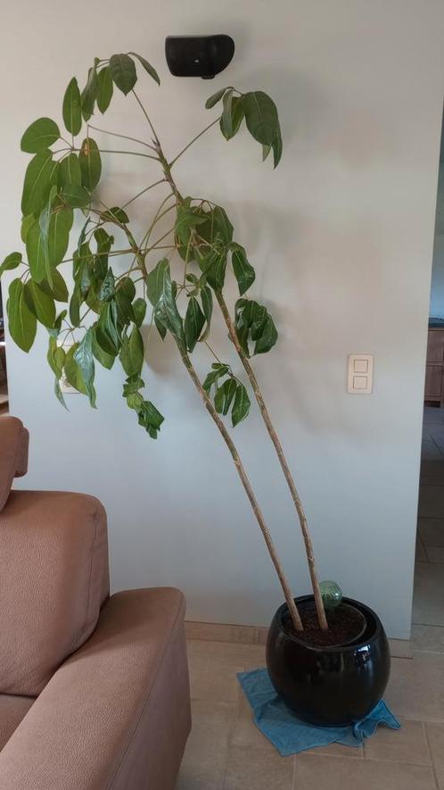 Hoge vingersboom / schefflera, Huis en Inrichting, Kamerplanten, Ophalen