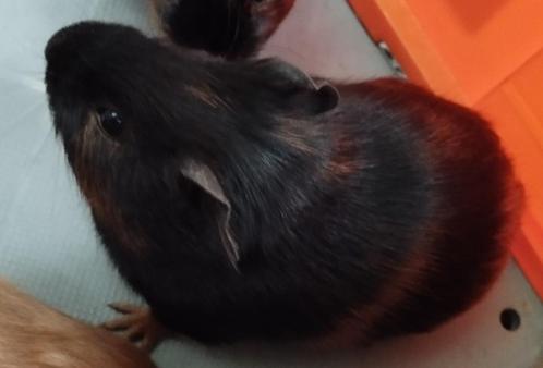 Cavia mannetje, Dieren en Toebehoren, Knaagdieren, Meerdere dieren, Cavia, Tam