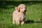 Dwergpoedel pup te koop (reutje), Dieren en Toebehoren, Honden | Chihuahua's en Gezelschapshonden, Poedel, 15 weken tot 1 jaar