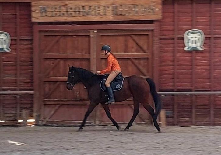 Halve Stal Regio Deinze Aangeboden - Leuke Volbloed, Dieren en Toebehoren, Paarden, Ruin