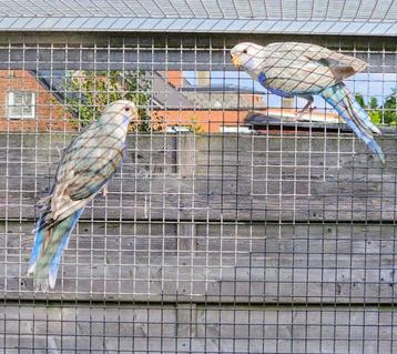 Rosella's 2025 blauw pastel en hemelsblauw pastel, Plusieurs animaux, Perruche, Bagué