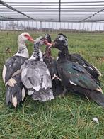 5 jonge barberie hanen., Mâle, Canard