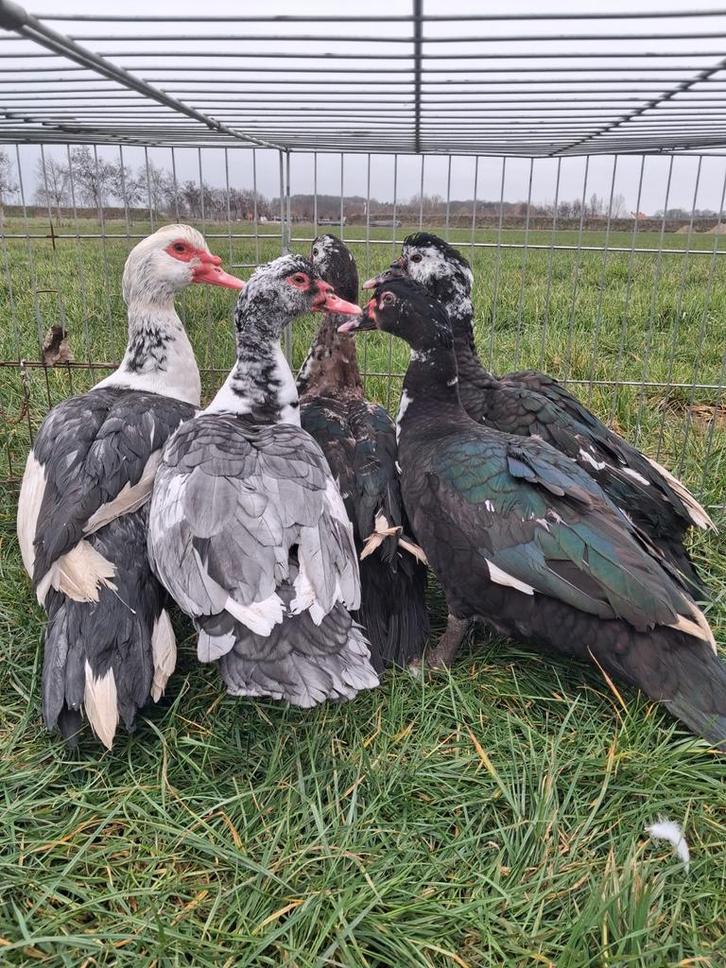 5 jonge barberie hanen., Dieren en Toebehoren, Pluimvee, Eend, Mannelijk