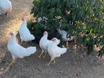 Leghorn wit kippen, Dieren en Toebehoren, Pluimvee, Vrouwelijk, Kip