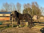 Chique 5 jaarse Fontaine x indoctro, Dieren en Toebehoren, Paarden, Merrie, M