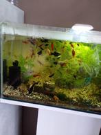 Aquarium vissen / visjes, Dieren en Toebehoren, Vissen | Aquaria en Toebehoren, Ophalen, Plant(en), Steen of Hout
