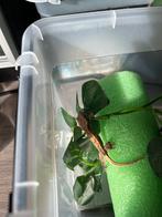 Wimpergekko, Animaux & Accessoires, Reptiles & Amphibiens, Autres espèces, Domestique, 0 à 2 ans