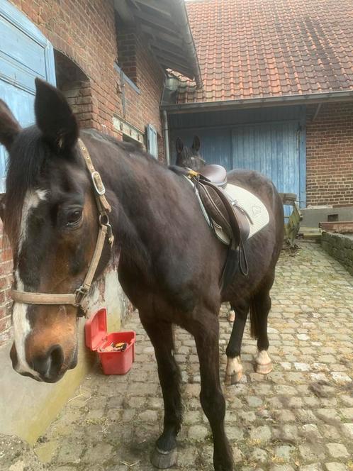 Weidemaatje, Dieren en Toebehoren, Paarden, Ruin, B, 165 tot 170 cm, 11 jaar of ouder, Recreatiepaard, Met stamboom, Gechipt